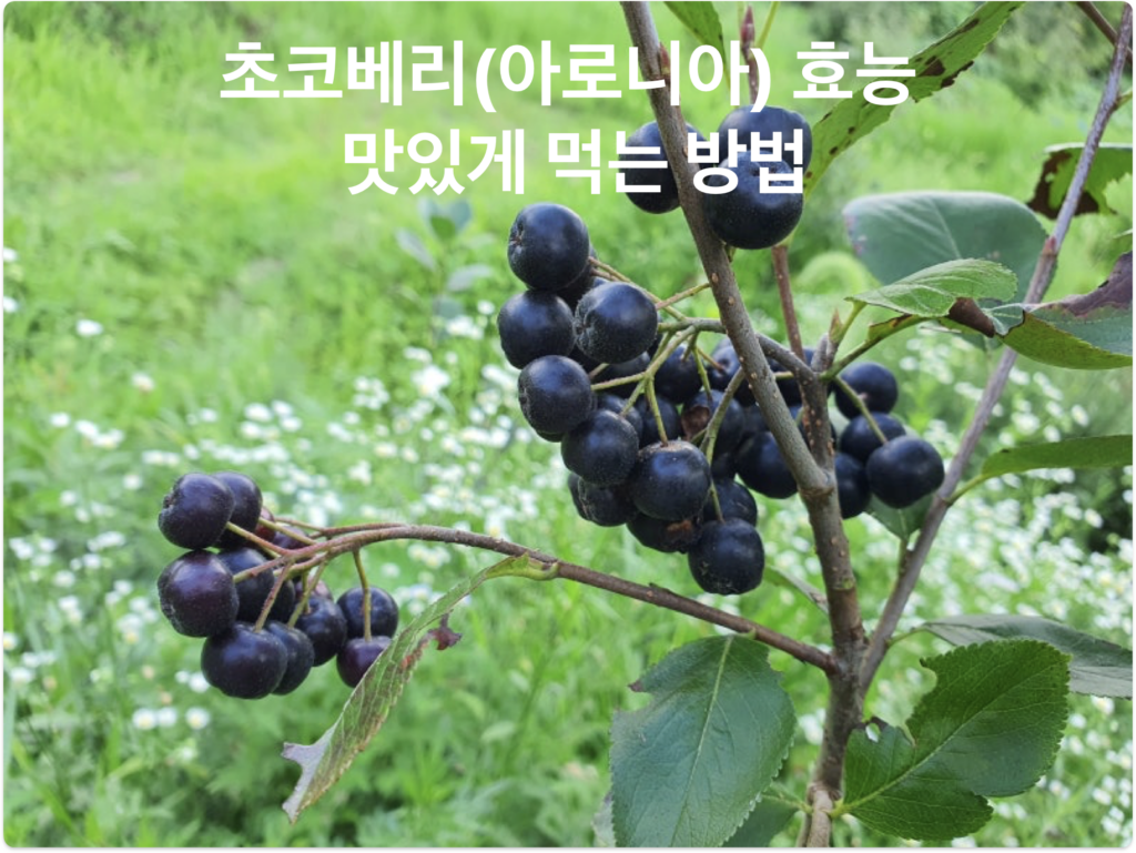 초코베리 효능, 맛있게 먹는 방법 - 이미지